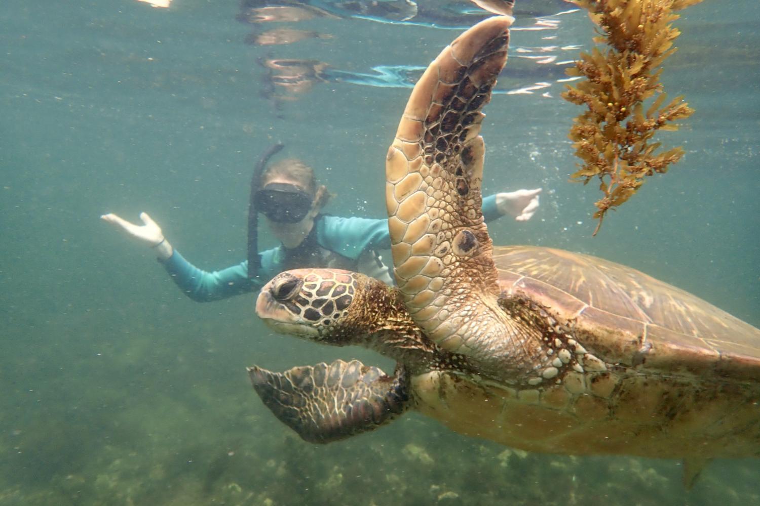 一名<a href='http://s2hrrp.toolimmo.net'>博彩网址大全</a>学生在Galápagos群岛游学途中与一只巨龟游泳.